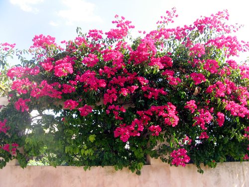 bougainvillea.jpg