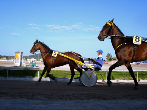 manacor_horses.jpg