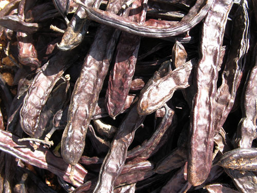 carob.jpg