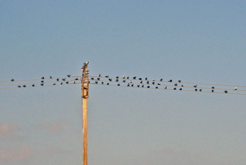 birds_wire.jpg