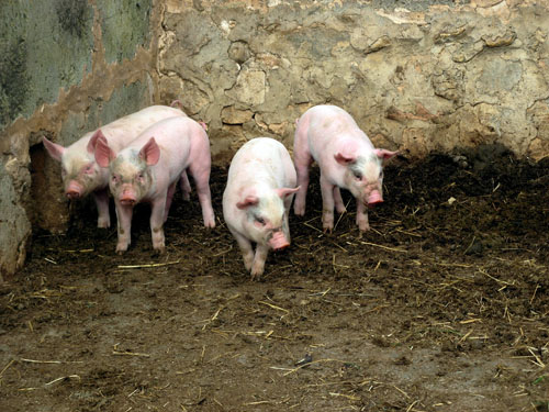 piggies.jpg