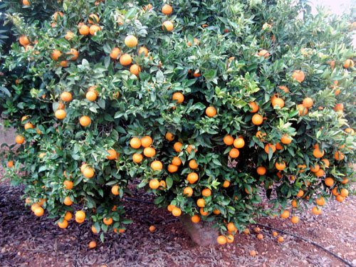 oranges.jpg