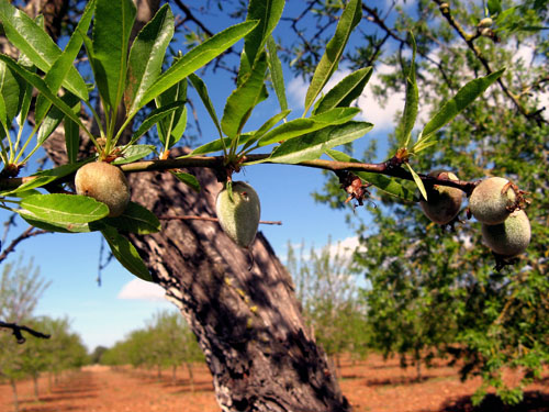 green_almonds.jpg