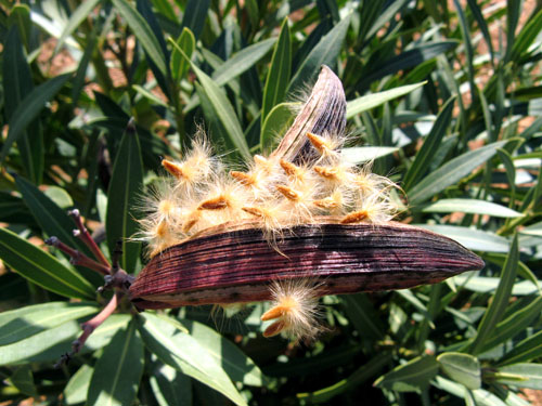 oleander_seeds.jpg