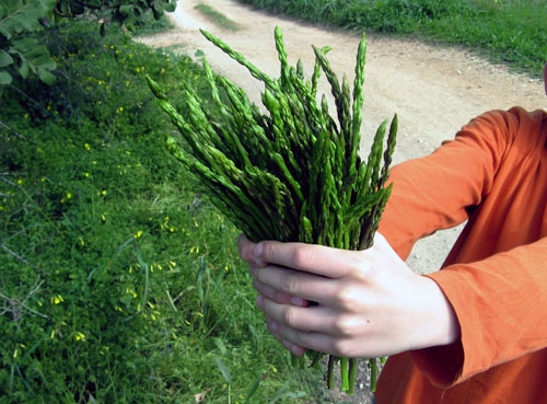 wild_asparagos.jpg