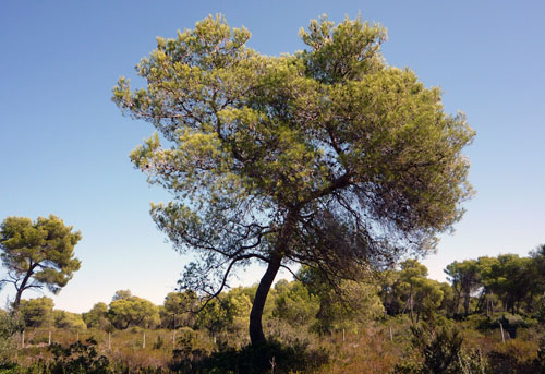 pinus_halepensis