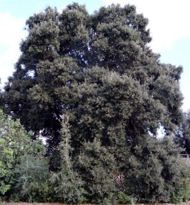 quercus_ilex_b