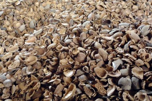 almond_shells