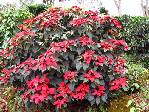 poinsettia_shrub
