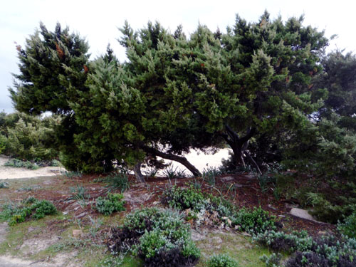 juniperus_communis