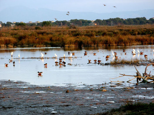 salbufera1 salbufera1