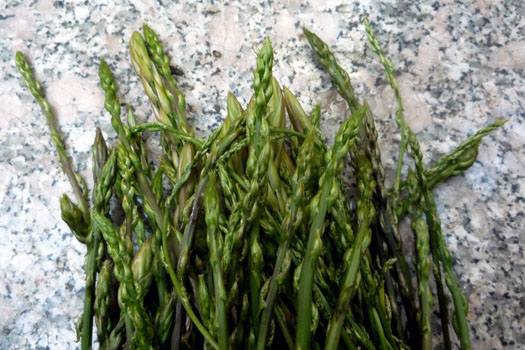 asparagus_acutifolius asparagus_acutifolius