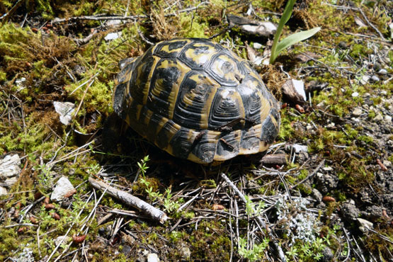 testudo_hermanni