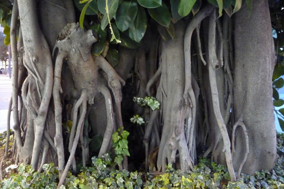 Ficus_elastica Ficus_elastica