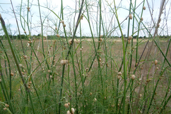 snails_fennel