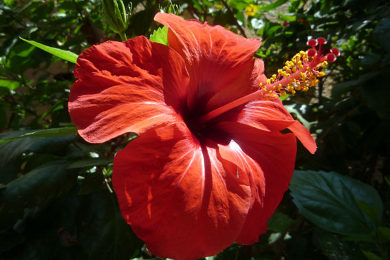 Hibiscus_rosa-sinensis