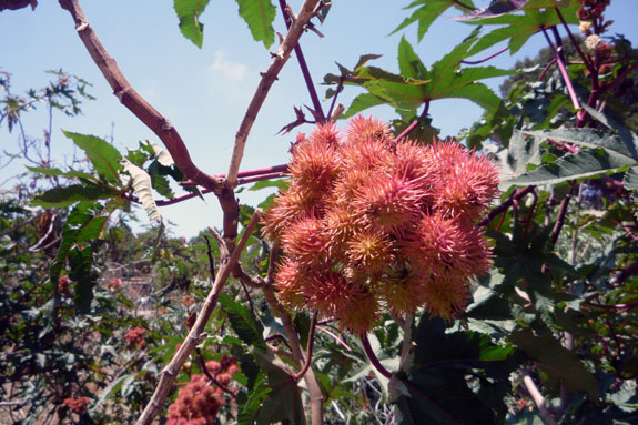 Ricinus_communis