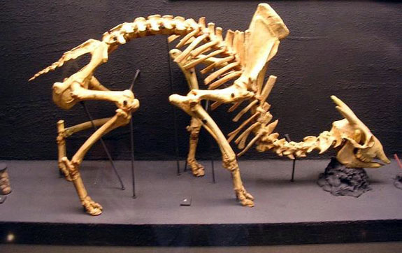 myotragus_balearicus