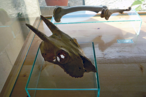 myotragus_skull