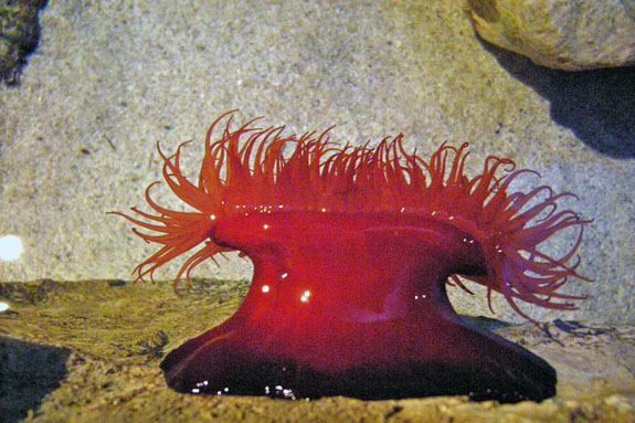 tomaquet_del_mar tomaquet_del_mar