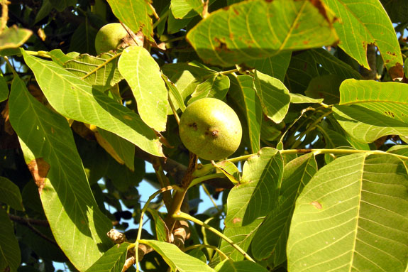 Juglans_regia Juglans_regia
