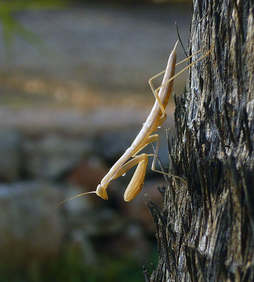Phasmatodea
