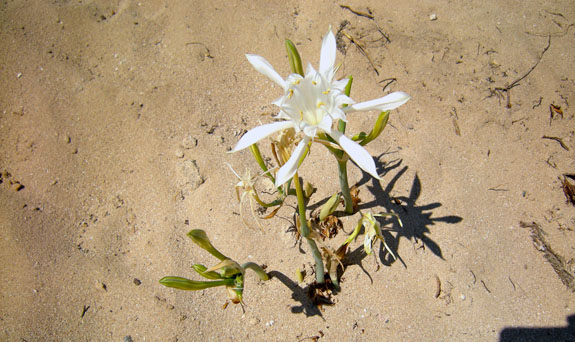 sea_daffodil sea_daffodil