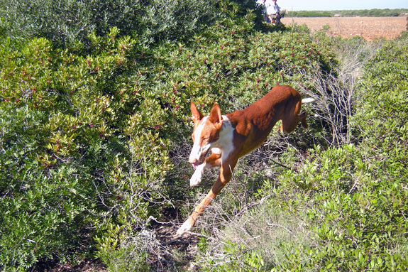 podenco_ibicenco