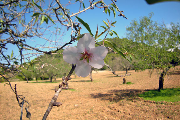 almond_blossom_1 almond_blossom_1