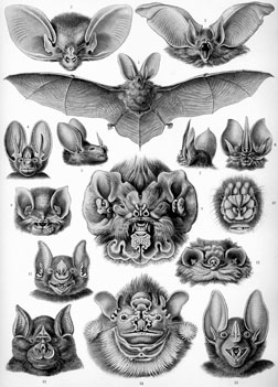 Chiroptera_(Haeckel)