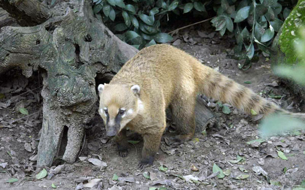coati