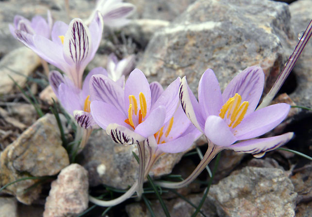 crocus_cambessedesii