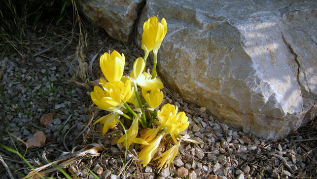 Crocus_sativus