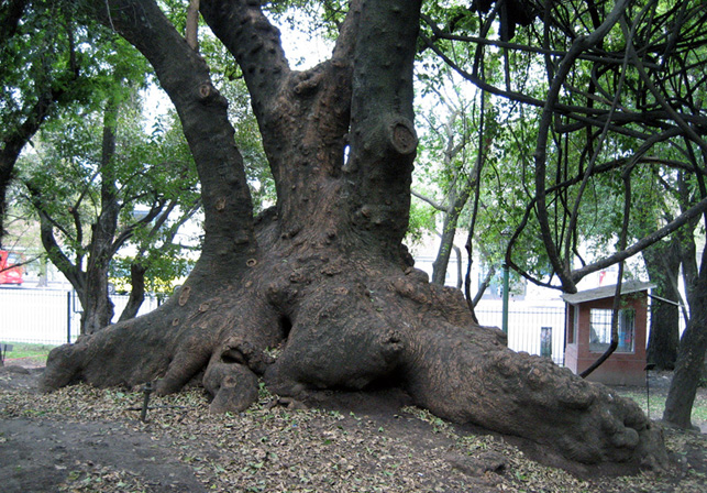 phytolacca_dioica_00