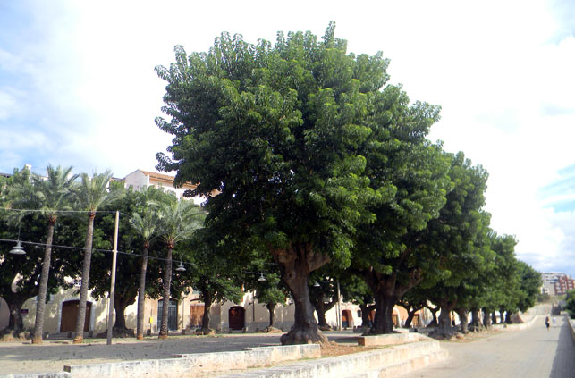 phytolacca_dioica_01