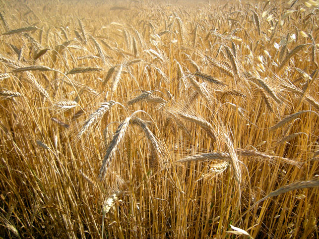 The Common Wheat (Triticum aestivum)