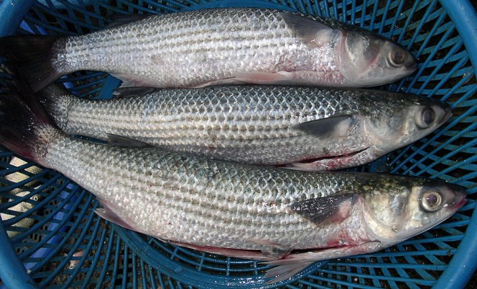 Mugil cephalus