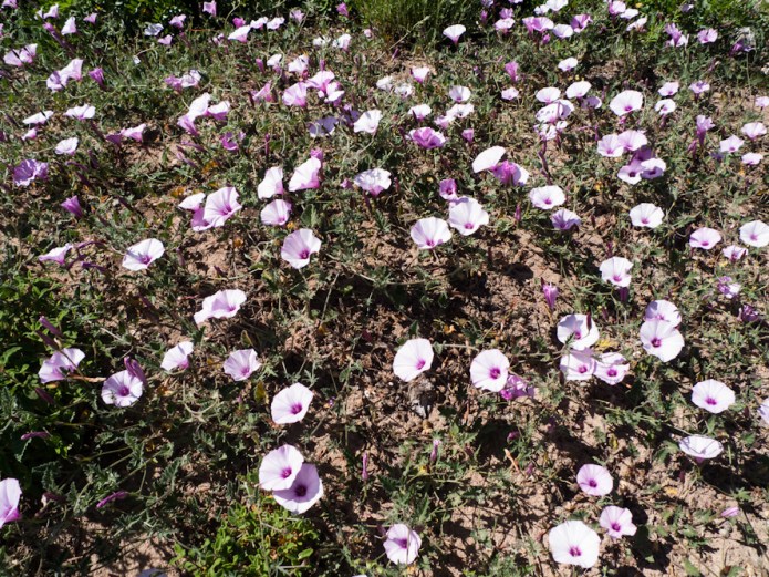 Convolvulus valentinus 1