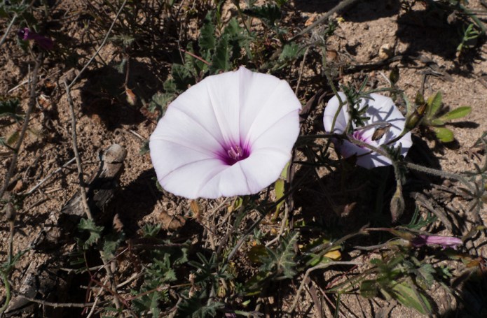 Convolvulus valentinus 2