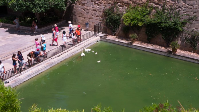 almudaina swans 1 2012