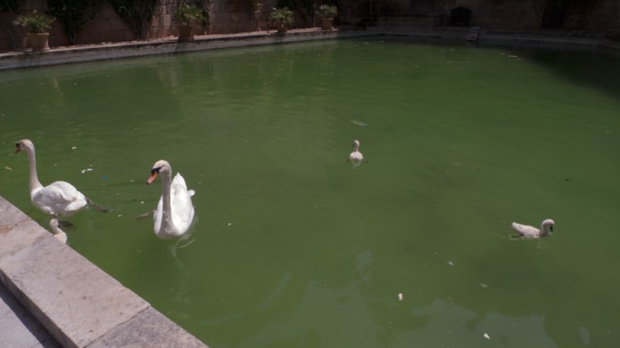 almudaina swans 2 2012