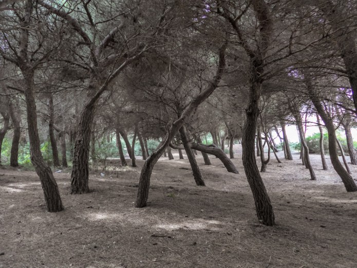 Es Comú Muro Mallorca